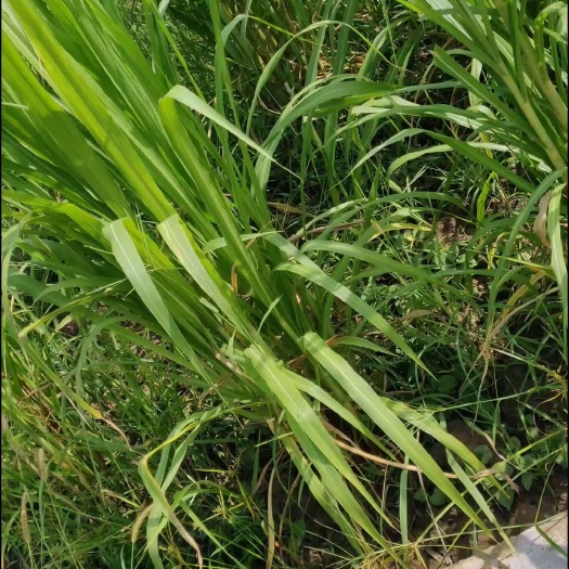 达州巨菌草