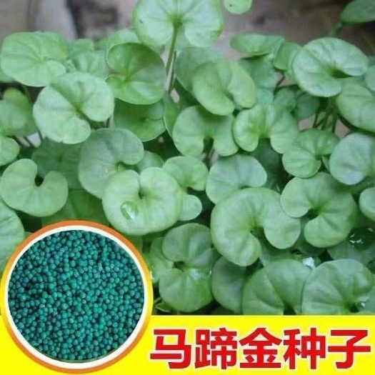 沭阳县马蹄金种子草籽草坪种子小金钱草铜钱草种子易种常青耐高温绿化