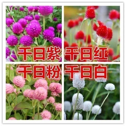 千日粉千日白千日紫千日红种子耐旱四季花种子庭院易种花籽花草
