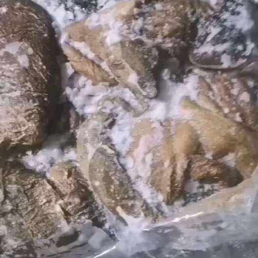 呼和浩特牛肚 牛大肚带金钱肚