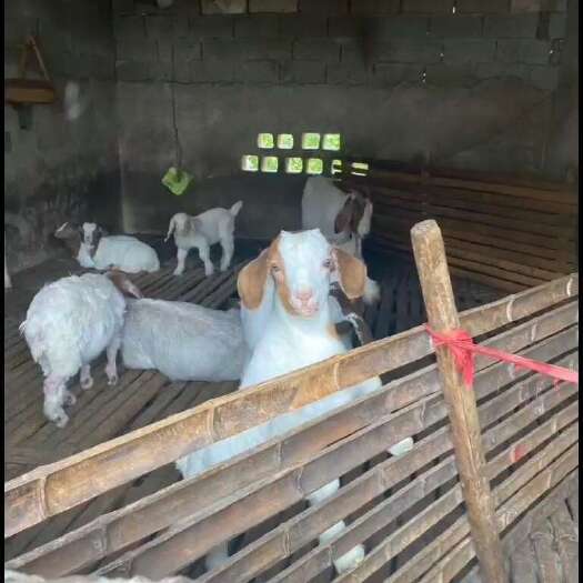 泾县农村散养山羊