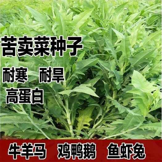 沭阳县苦卖菜种子四季多年生牧草鱼鸡鸭鹅菜苦麻菜肥猪菜苦麦菜种子