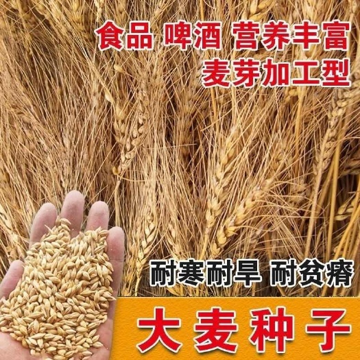 优质大麦籽新大麦种子粮食种籽麦子籽 大田抗倒伏耐旱榨汁