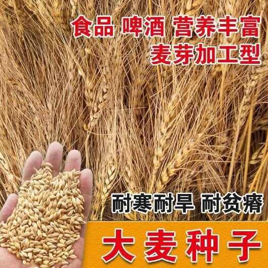 沭阳县优质大麦籽新大麦种子粮食种籽麦子籽 大田抗倒伏耐旱榨汁