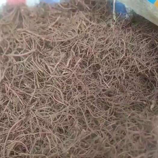 亳州紫苑芽