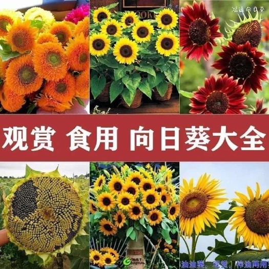 沭阳县观赏向日葵种子花种籽油葵瓜子食用葵花籽向日葵种籽矮杆盆栽种