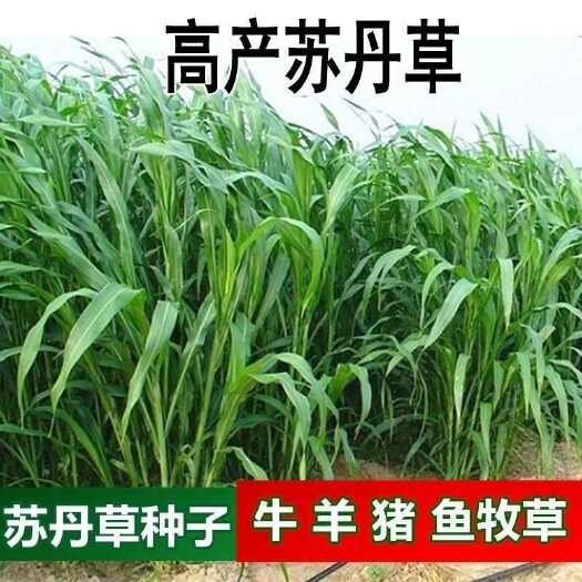 沭阳县苏丹草种子玉米草种子养殖牧草种子猪牛羊鱼渔草籽种籽