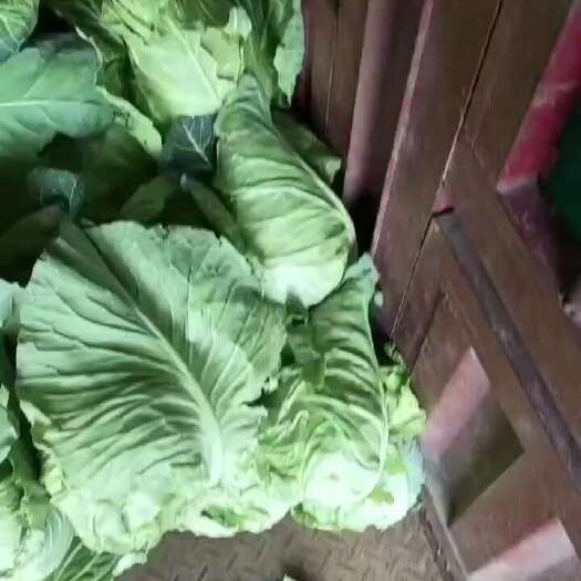 泸西县牛心甘蓝