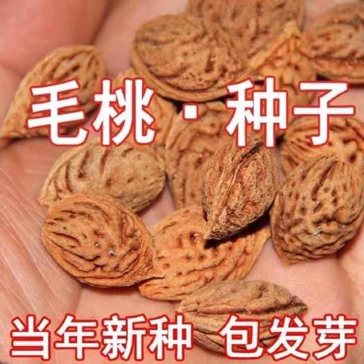 毛桃种子 毛桃核种子 桃树种子 大桃种子 山桃种子包发芽种子