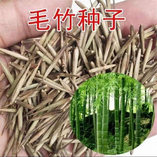 沭阳县大型毛竹种子四季易播一次种植终身产笋出笋高个头大南北毛竹种子