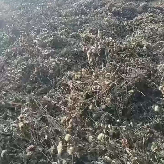 地产中药购销