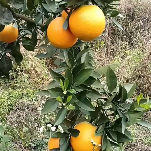 资源县纯生态卡拉红橙