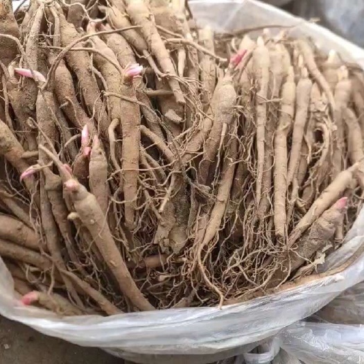 亳州赤芍苗
