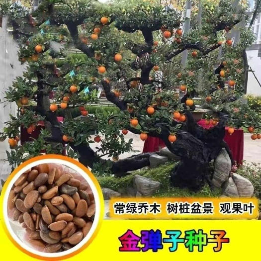 金弹子种子 盆景树金弹子种子 金弹子种籽 金单弹子种籽 金弹