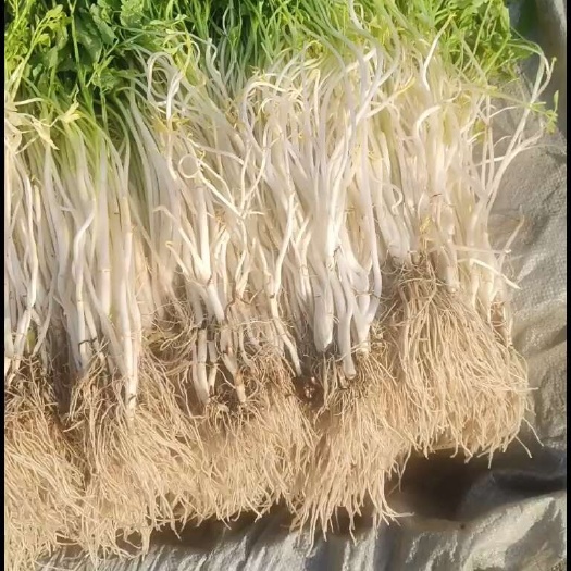 白芹，芹芽