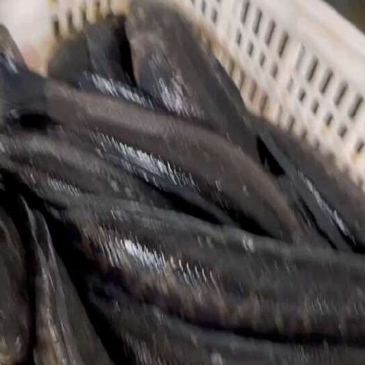 桂平市鱼类，生鱼（黑鱼），批发，广西发货。