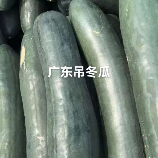 松滋市精品冬瓜