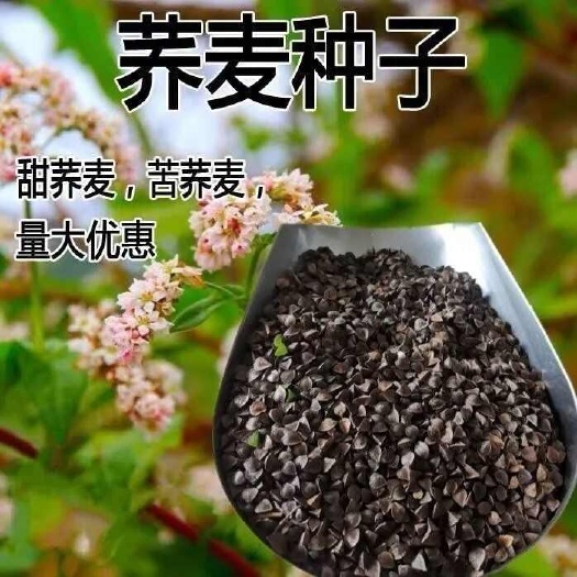 优质黑荞麦种子苦荞麦种子甜荞麦种子芽菜苗种子包发芽率高