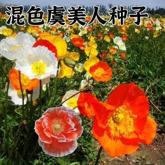 沭阳县虞美人花种子 混色冰岛美人四季开花多年生庭院造景阳台花卉种子