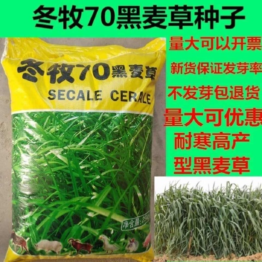 冬牧70黑麦草种子秋冬宽叶麦草耐寒蓄牧草猪牛羊鸡鸭鹅鱼草