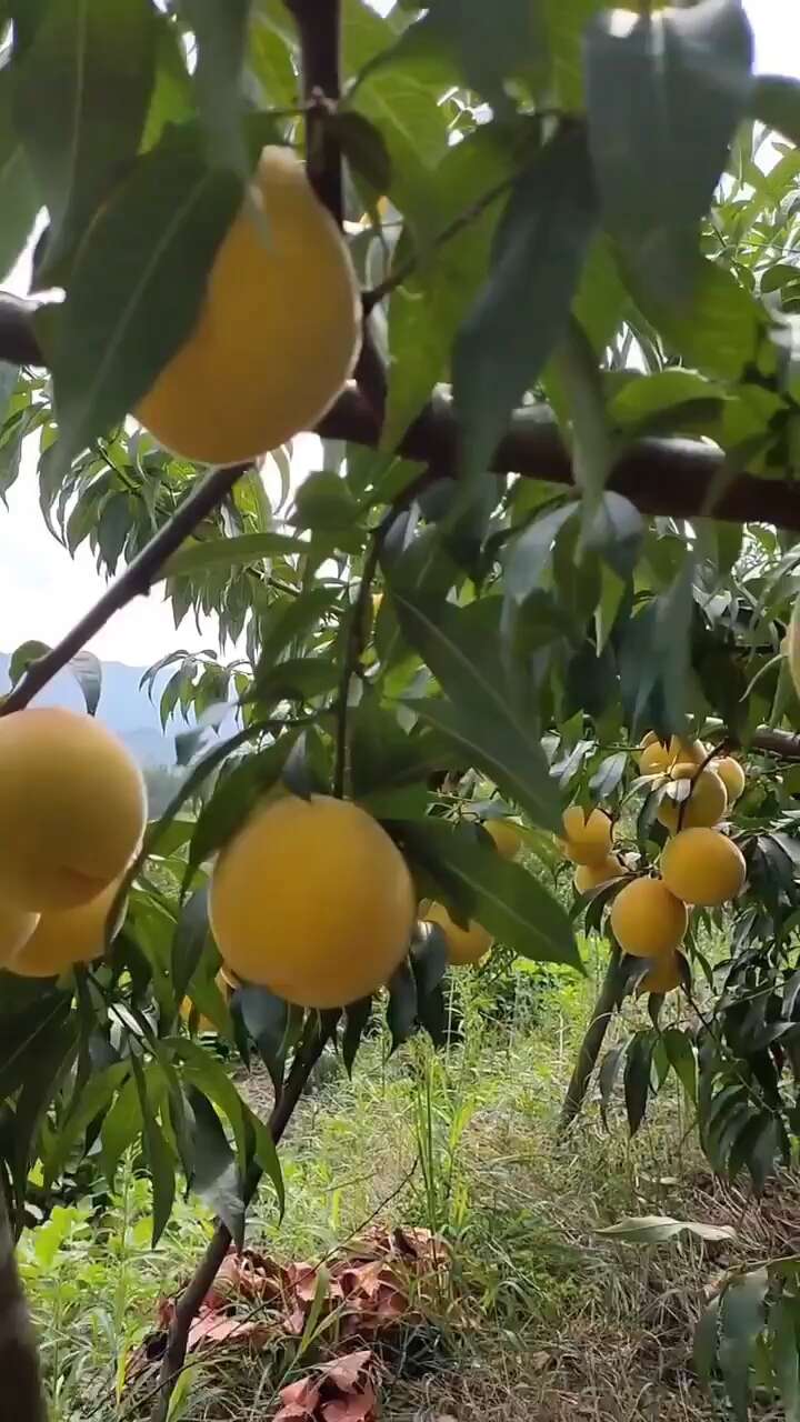 锦绣黄桃苗 芒果味大果型 果肉金黄高糖纯甜 保证正品假一赔十