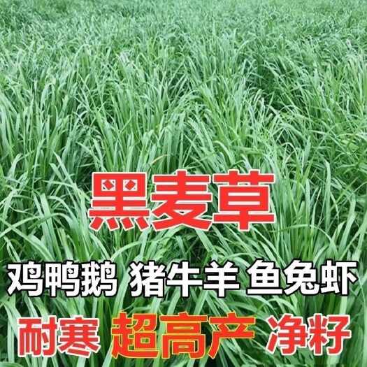 沭阳县多年生黑麦草种子四季牧草种子多年生四季常青冻不死草种籽
