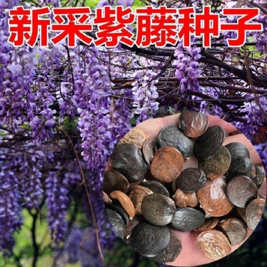 紫藤种子新采收紫藤树苗种籽子多花紫藤紫藤花紫藤萝攀爬四季垂吊