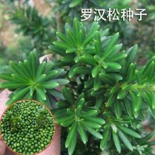 沭阳县罗汉松种子 珍珠雀舌小叶狹叶大叶叶罗汉柏 罗汉杉种子包邮