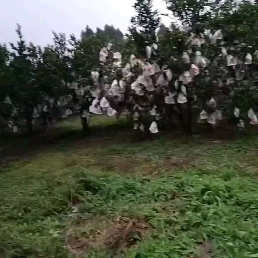 资阳葡萄