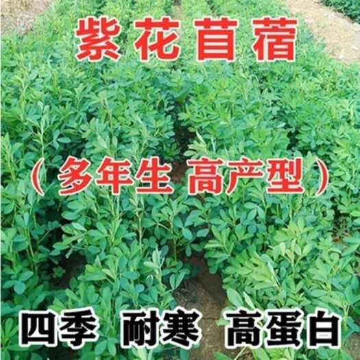 沭阳县紫花苜蓿种子猪牛马羊鸡鹅鸭鱼牧草四季多年生耐寒畜牧南北方牧草