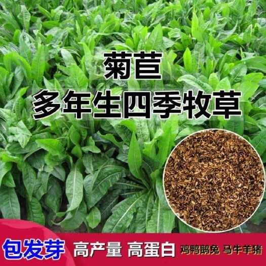 沭阳县菊苣种子大叶多年生兔子草种猪牛羊鸡鸭鹅爱吃的养殖四季牧草种籽