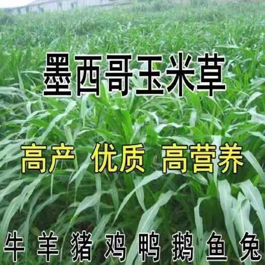 沭阳县墨西哥玉米草种牧草种子四季养殖多年生再生牧草鸡鸭鱼猪牛羊