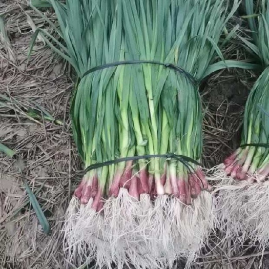 玉林广西玉林红根蒜苗 货源充足