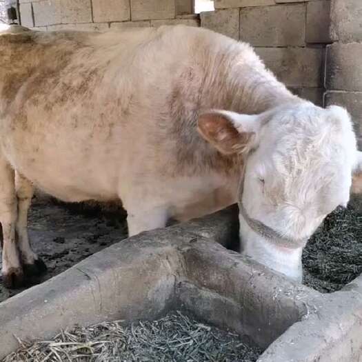 蒙阴县农家养活牛