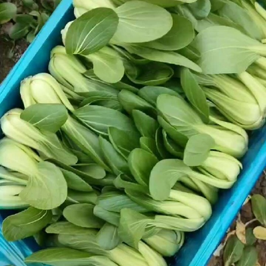 上海精品上海青