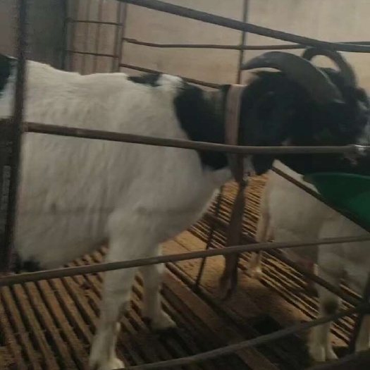 灵璧县处理群羊