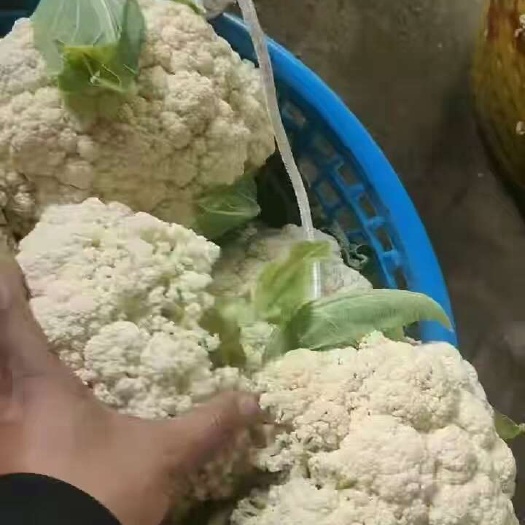 花菜