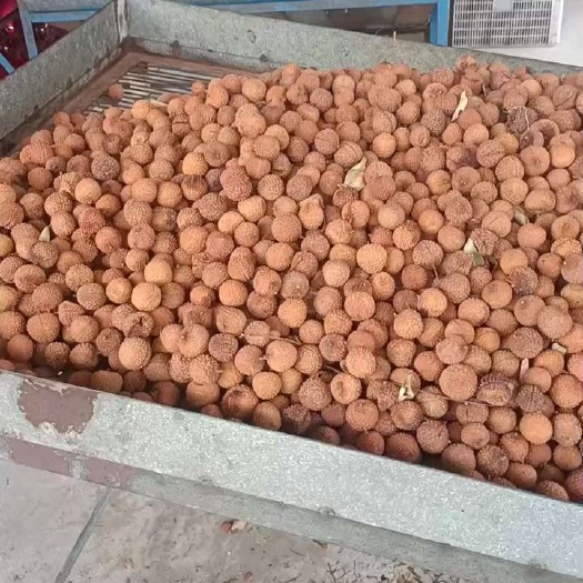 荔源农产品加工桂味糯米糍荔枝干直销