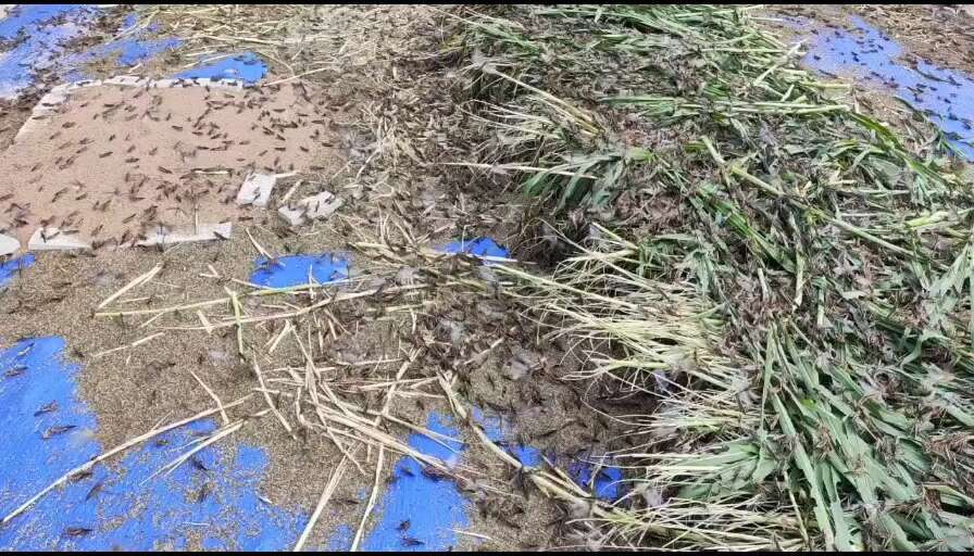 昌江县东亚飞蝗
