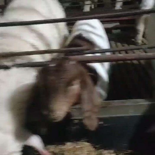 灵璧县山羊