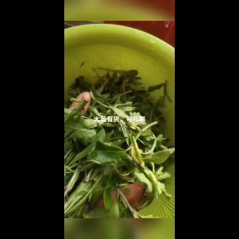 阳朔县枸杞芽