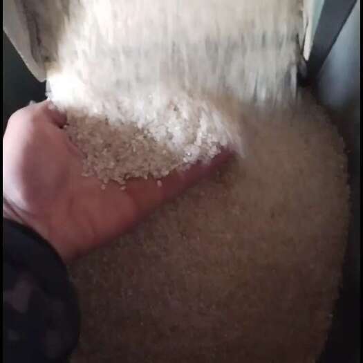 水稻，大米