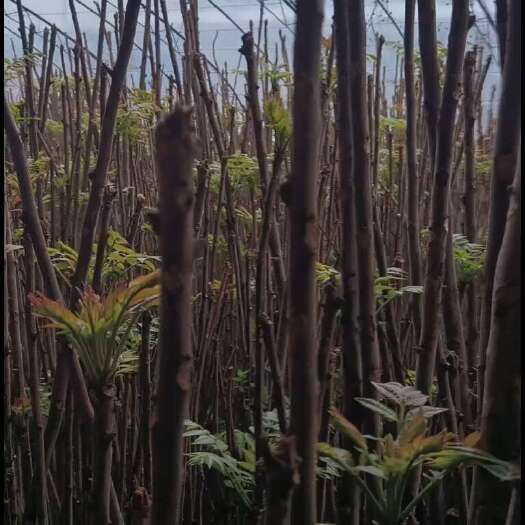 华阴市香椿芽