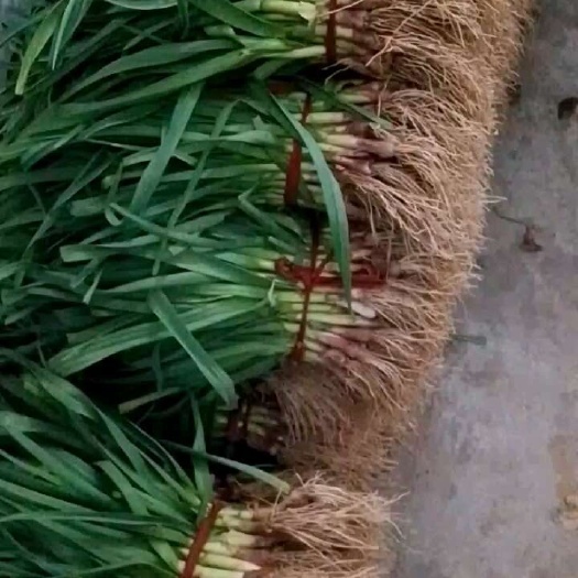 丰县红根蒜苗
