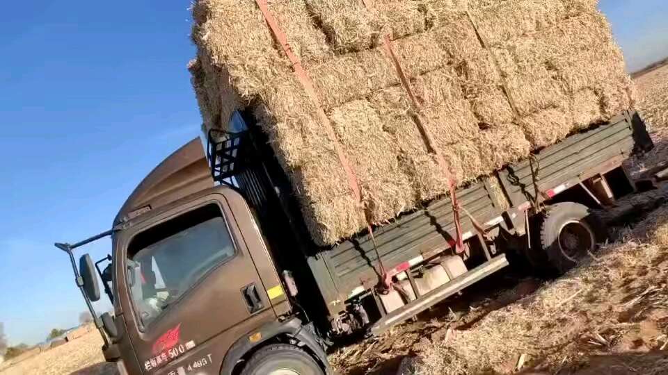 陕北定边玉米草捆大量有货 草捆大 没沙土 没任何杂质