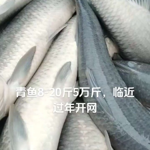 沛县青鱼