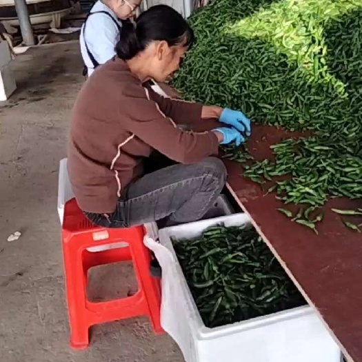 钦州小辣椒