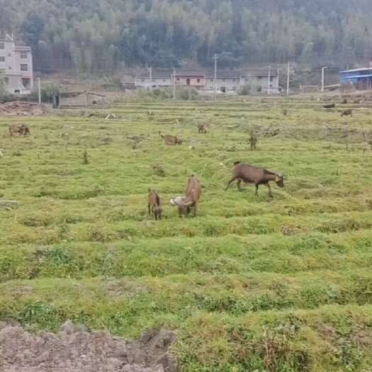 建瓯市山羊