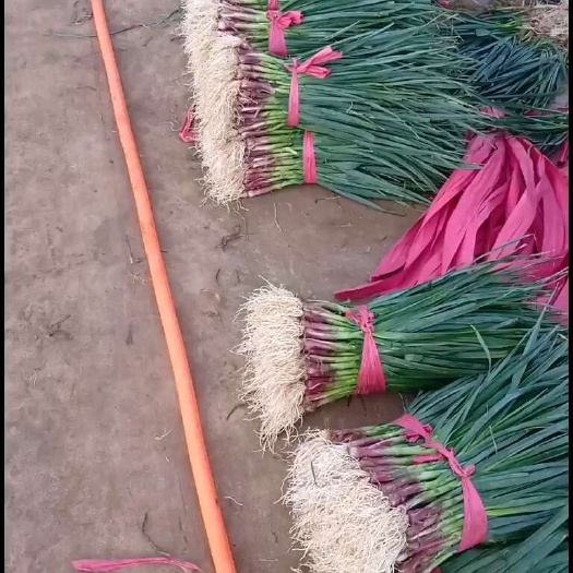 曲靖红根蒜苗