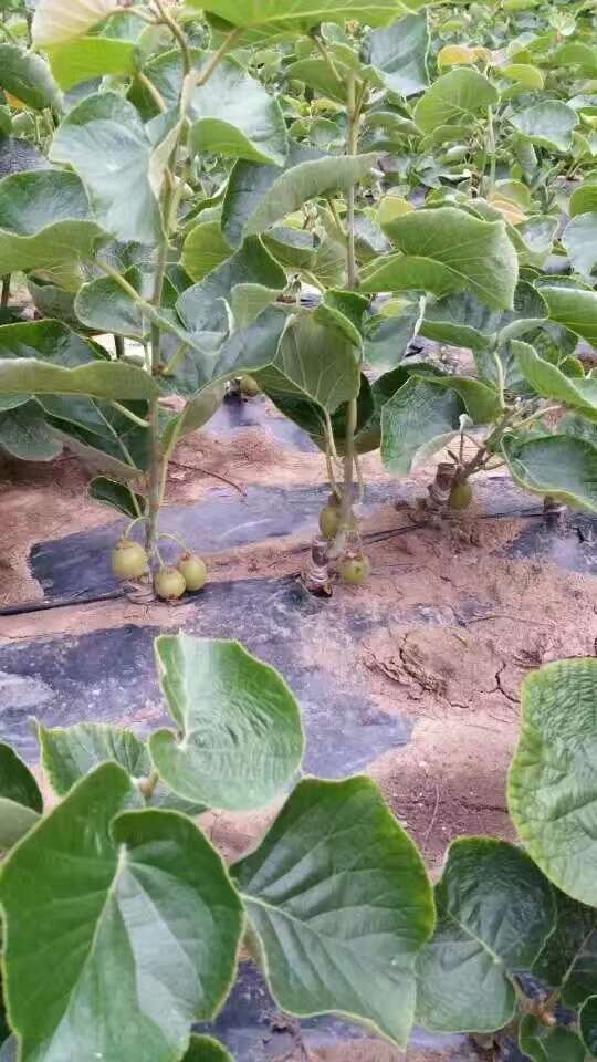 蒼溪縣龍山鎮(zhèn)芋龍種植家庭農(nóng)場